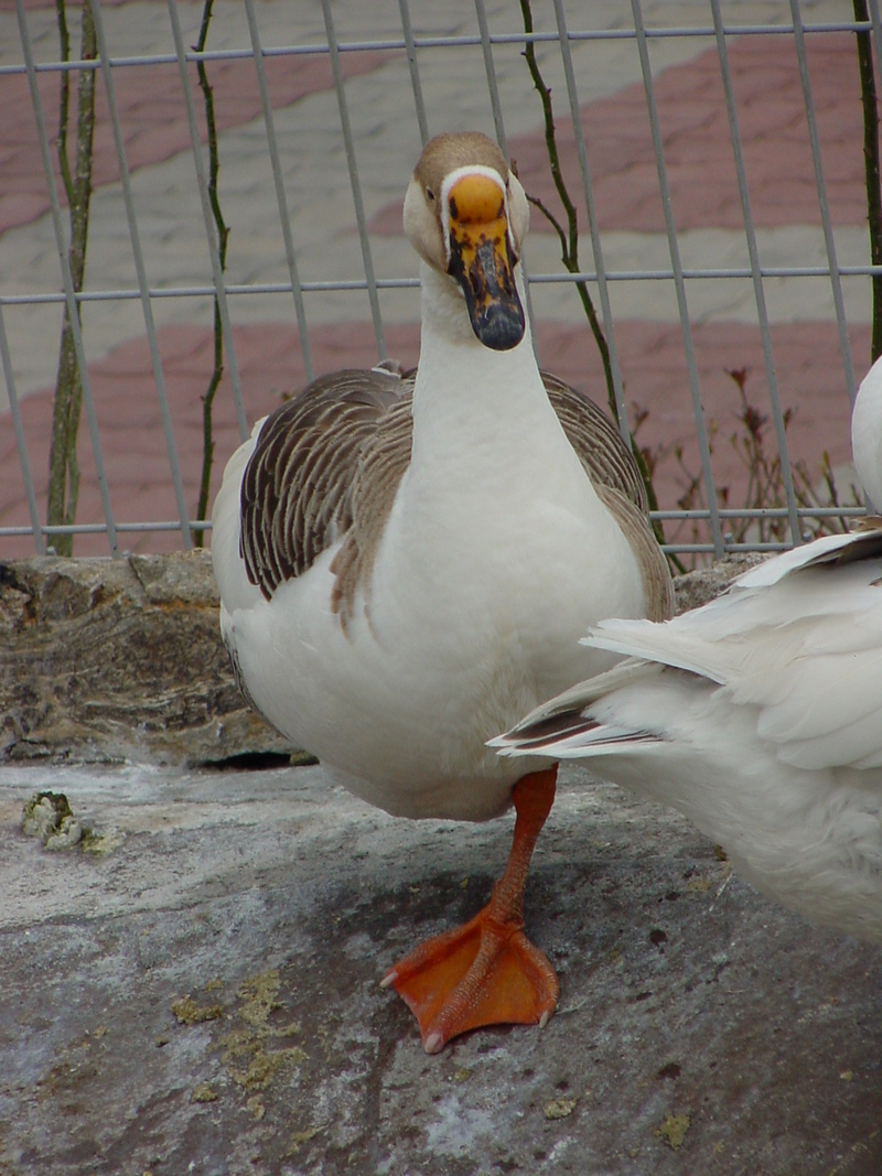 중국거위 Anser cygnoides (Swan Goose); DISPLAY FULL IMAGE.