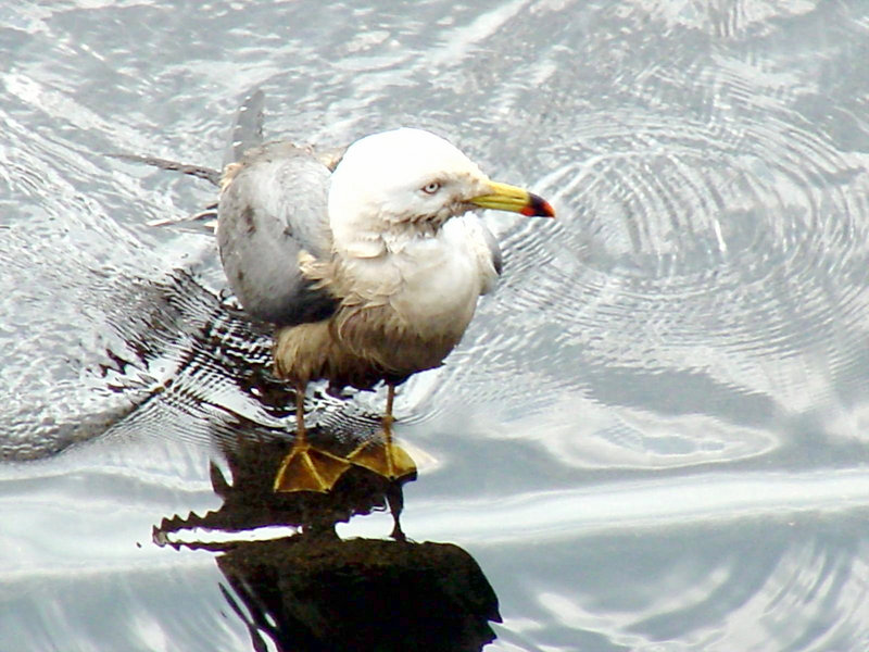 괭이갈매기 Larus crassirostris (Black-tailed Gull); DISPLAY FULL IMAGE.