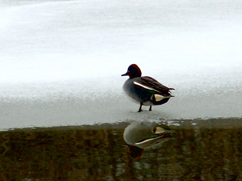 common teal; DISPLAY FULL IMAGE.