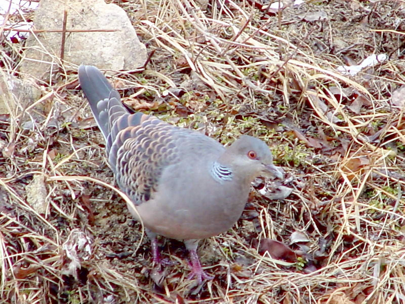 멧비둘기 Streptopelia orientalis (Oriental Turtle Dove); DISPLAY FULL IMAGE.