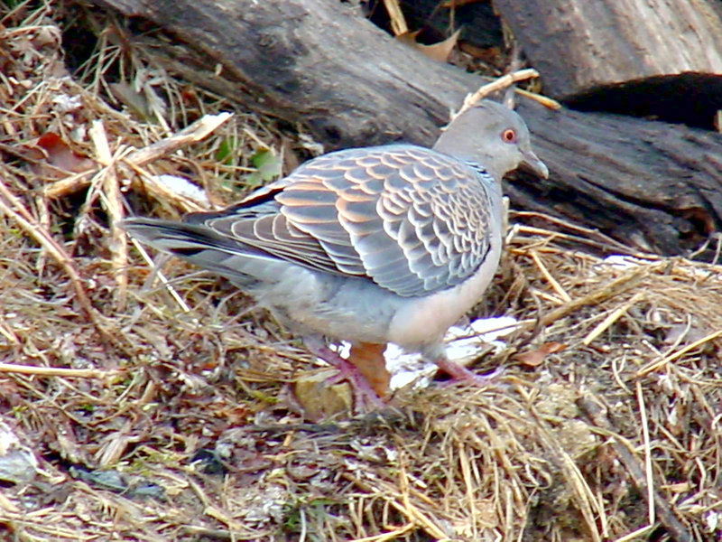 멧비둘기 Streptopelia orientalis (Oriental Turtle Dove); DISPLAY FULL IMAGE.