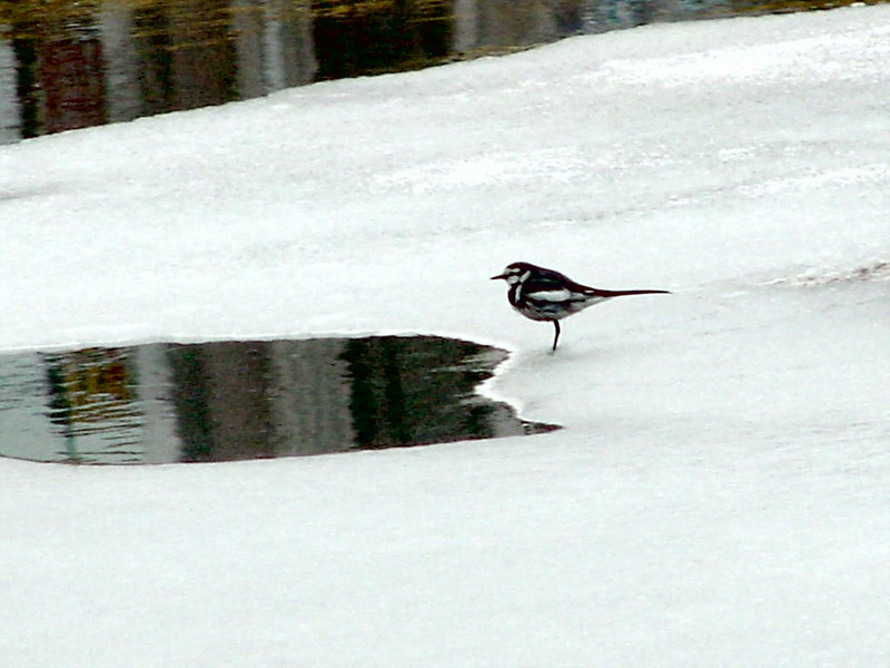 white wagtail; DISPLAY FULL IMAGE.