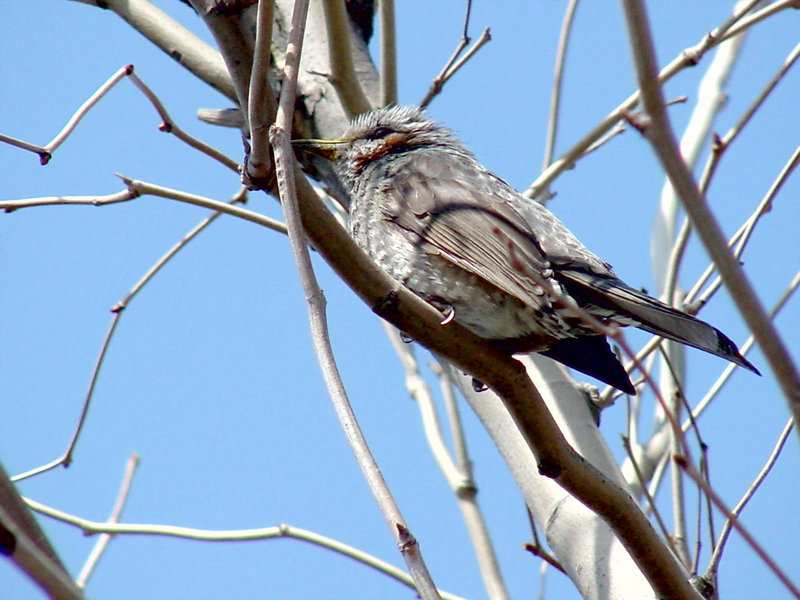 Brown-eared Bulbul; DISPLAY FULL IMAGE.