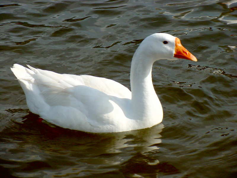 중국거위 Anser cygnoides (Swan Goose); DISPLAY FULL IMAGE.