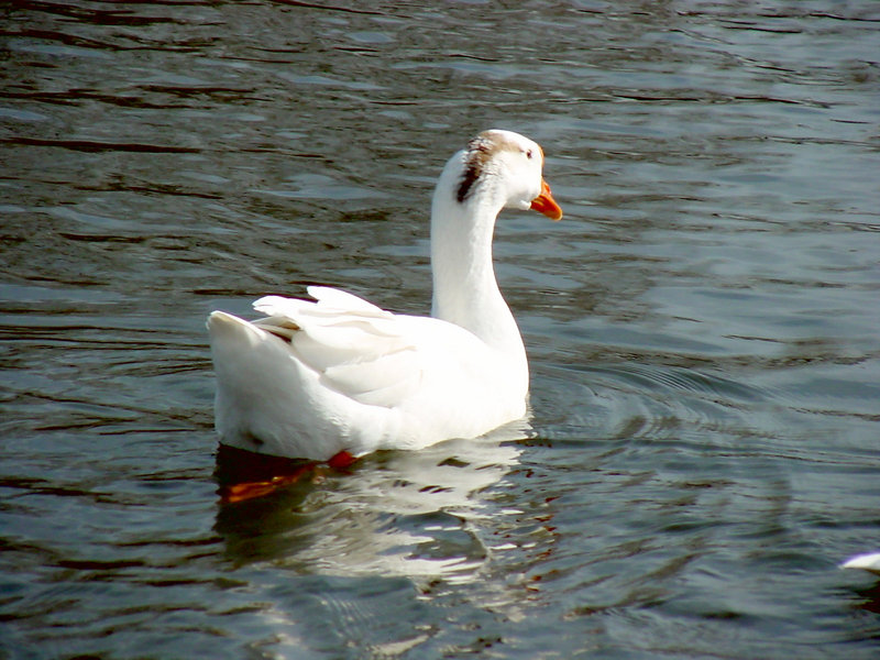 중국거위 Anser cygnoides (Swan Goose); DISPLAY FULL IMAGE.