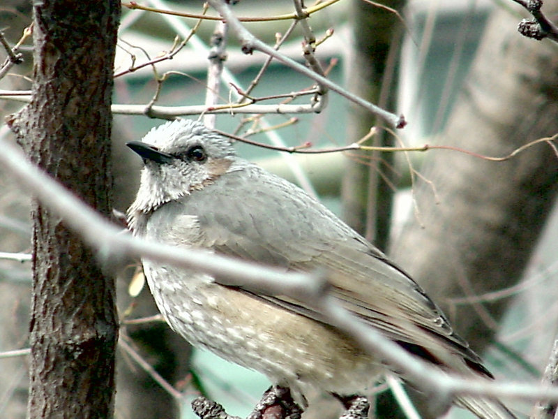 Brown-eared Bulbul / 직박구리; DISPLAY FULL IMAGE.