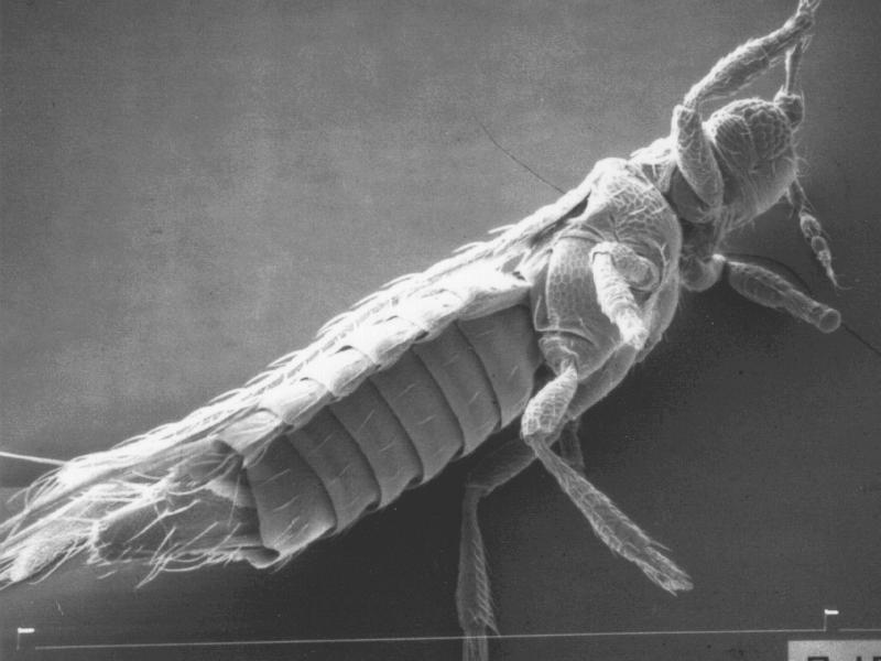 plant bug; DISPLAY FULL IMAGE.