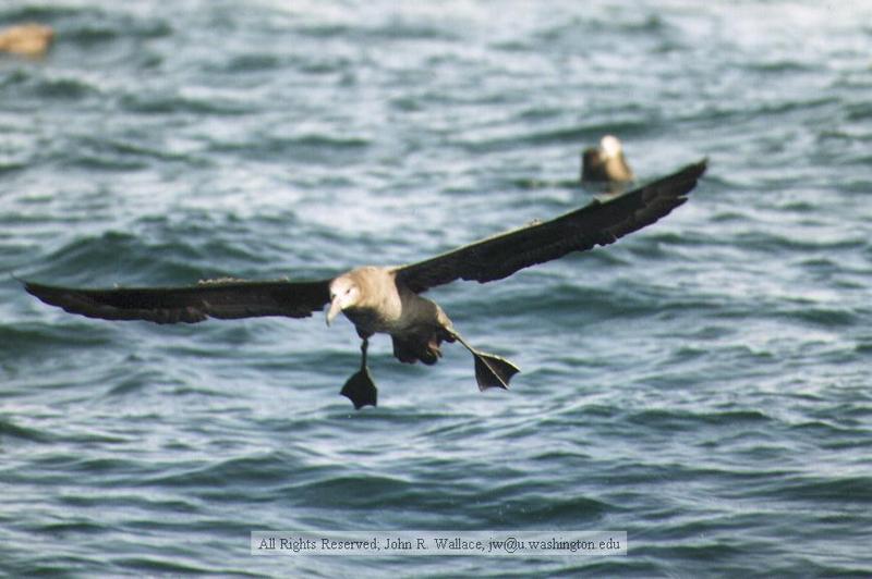 Albatros; DISPLAY FULL IMAGE.