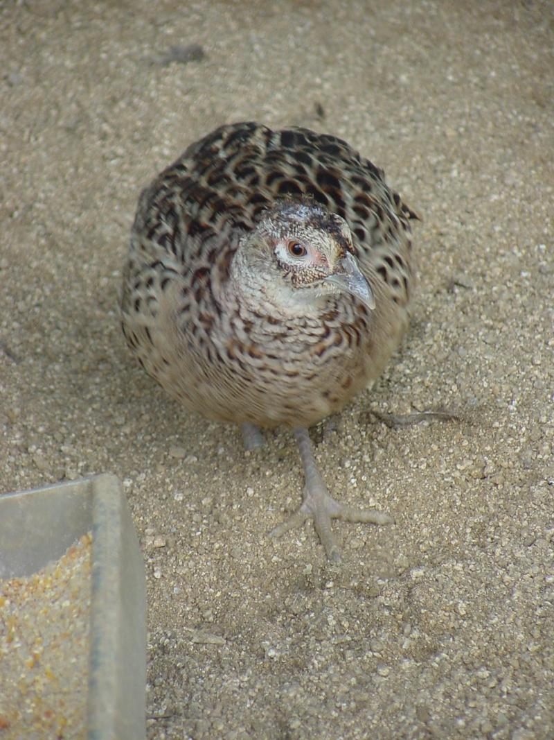 Ring-necked Pheasant - Phasianus colchicus; DISPLAY FULL IMAGE.