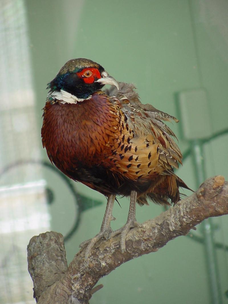 Ring-necked Pheasant - Phasianus colchicus; DISPLAY FULL IMAGE.