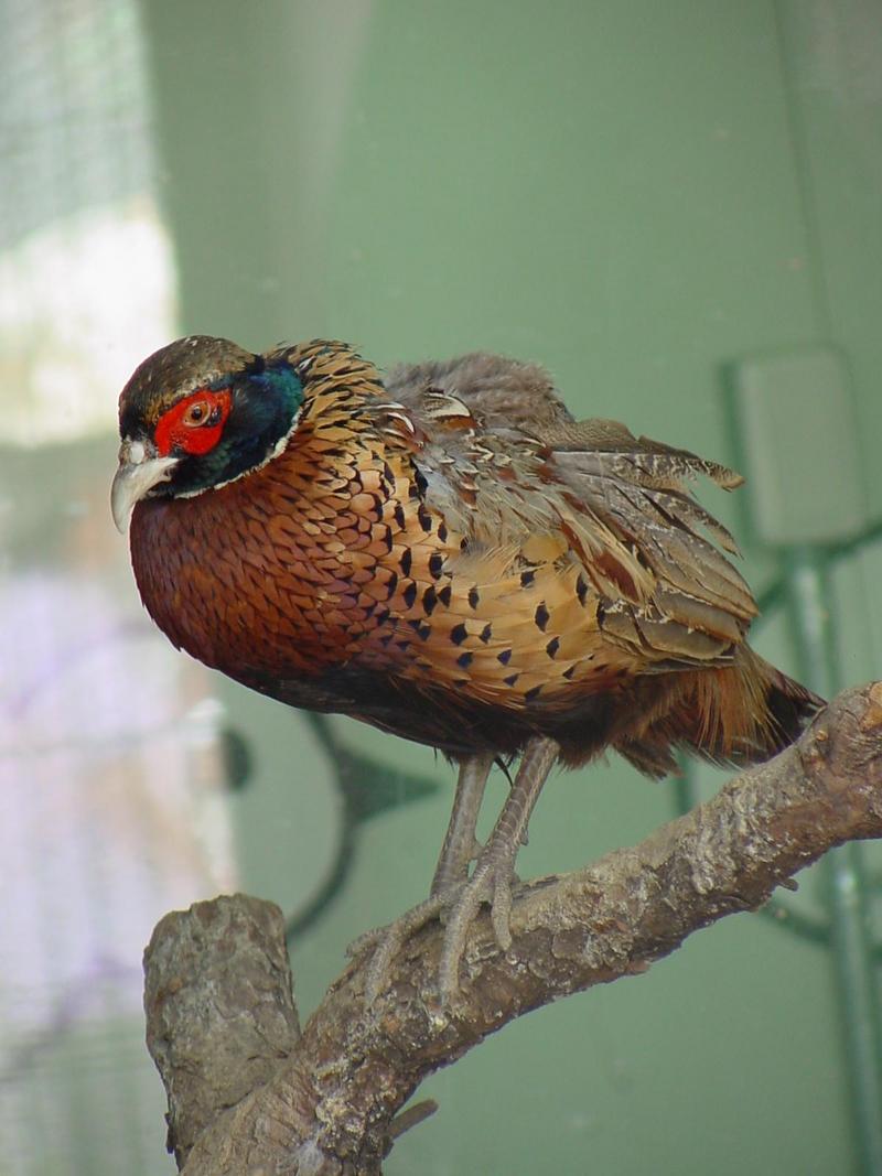 Ring-necked Pheasant - Phasianus colchicus; DISPLAY FULL IMAGE.