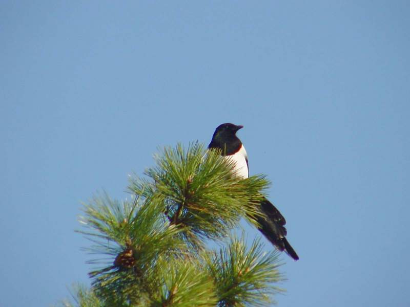 Black-billed Magpie; DISPLAY FULL IMAGE.