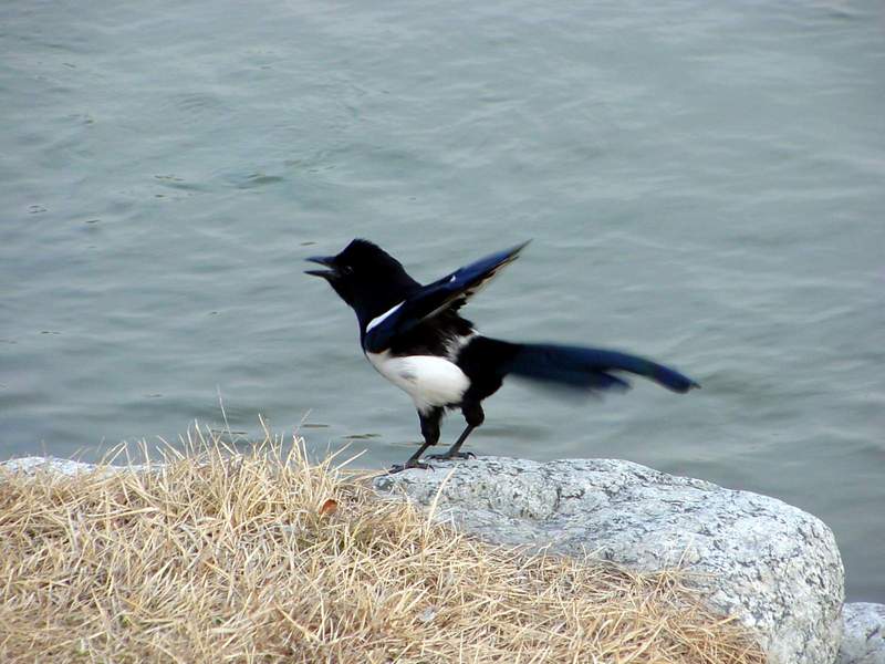 Black-billed Magpie; DISPLAY FULL IMAGE.