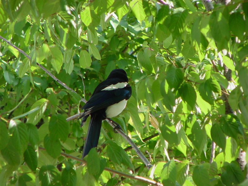 Black-billed Magpie; DISPLAY FULL IMAGE.
