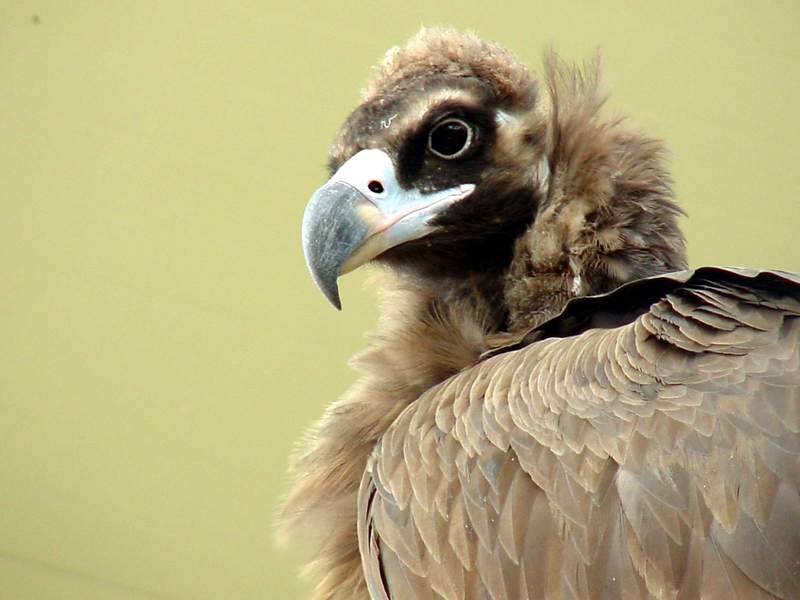 Cinereous vulture -- Eurasian Black Vulture; DISPLAY FULL IMAGE.