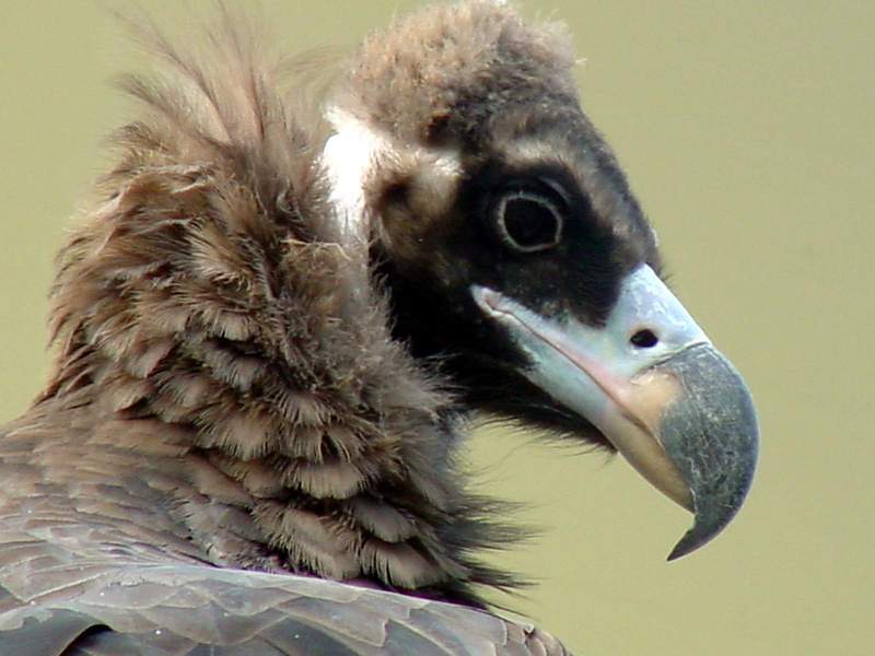 Cinereous vulture - Aegypius monachus - Eurasian Black Vulture; DISPLAY FULL IMAGE.