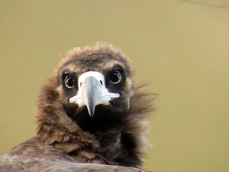 Cinereous vulture - Aegypius monachus - Eurasian Black Vulture; DISPLAY FULL IMAGE.