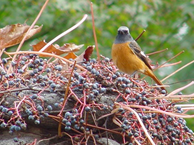 Daurian Redstart; DISPLAY FULL IMAGE.