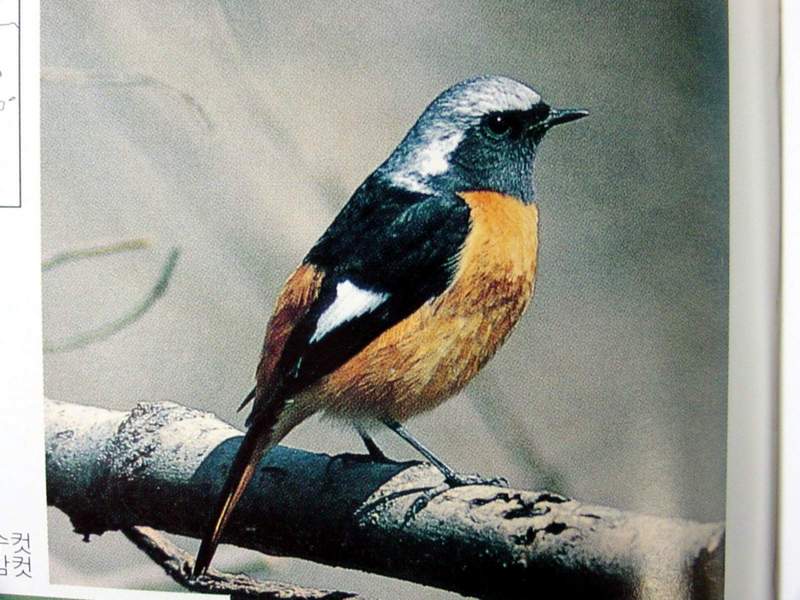 Daurian Redstart; DISPLAY FULL IMAGE.