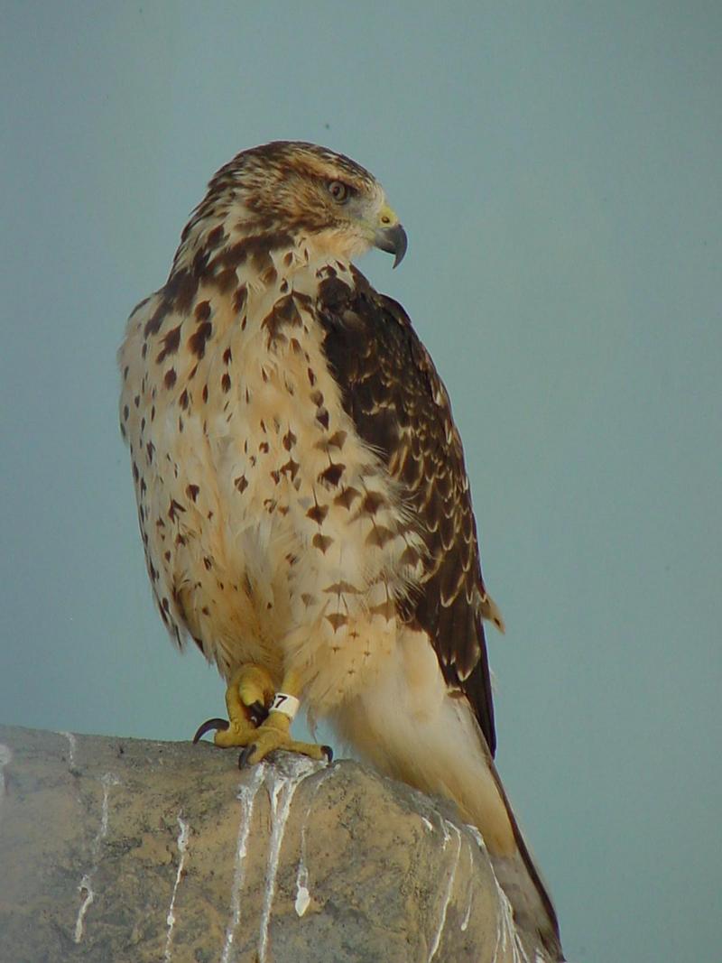 Swainson's Hawk; DISPLAY FULL IMAGE.