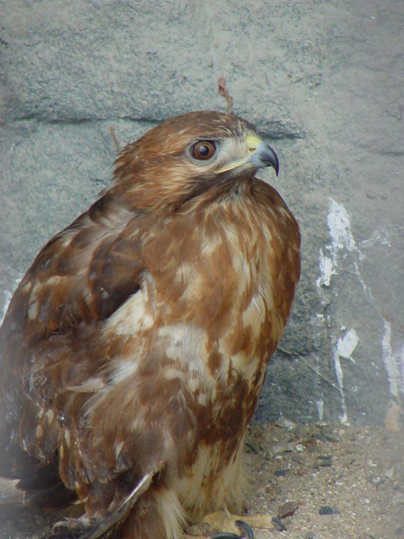 Common Buzzard; DISPLAY FULL IMAGE.