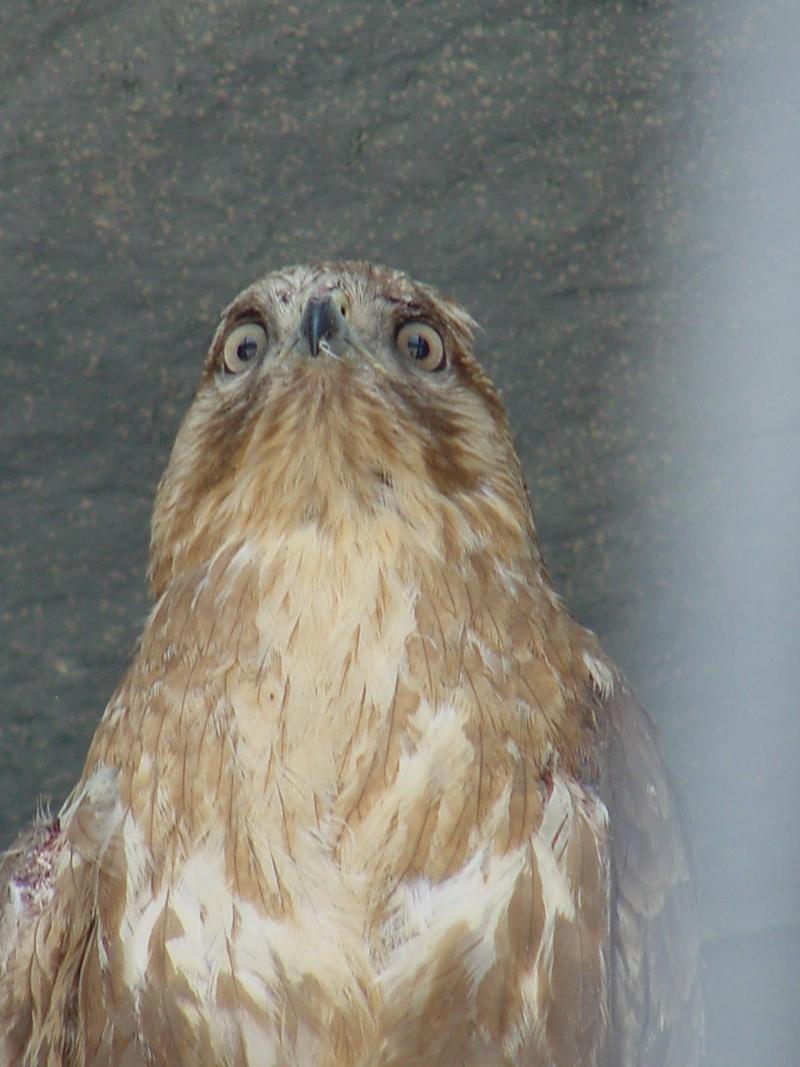 Common Buzzard; DISPLAY FULL IMAGE.
