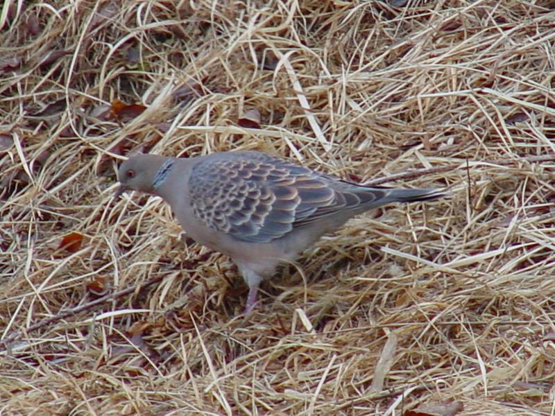 Rufous Turtle Dove; DISPLAY FULL IMAGE.