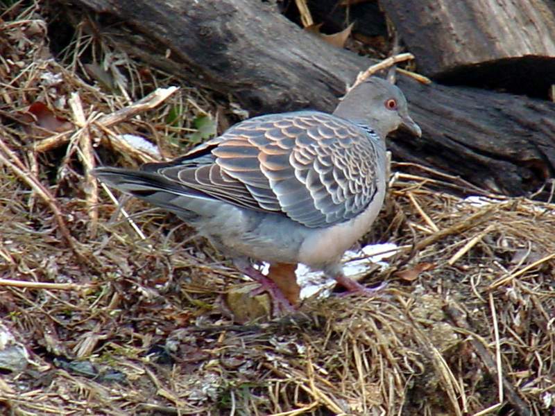 Rufous Turtle Dove; DISPLAY FULL IMAGE.