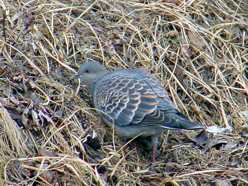 Rufous Turtle Dove; DISPLAY FULL IMAGE.