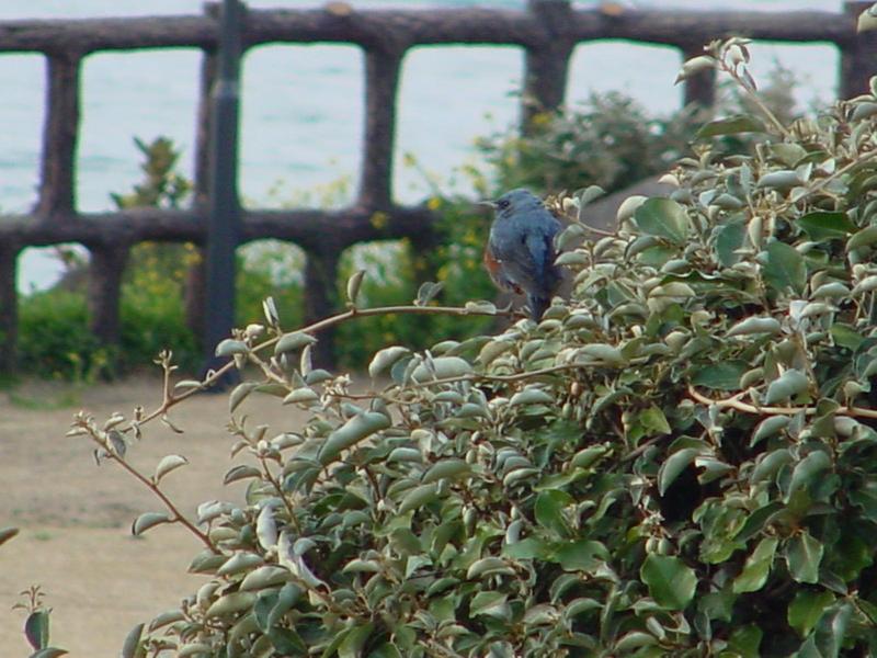 Blue Rockthrush; DISPLAY FULL IMAGE.