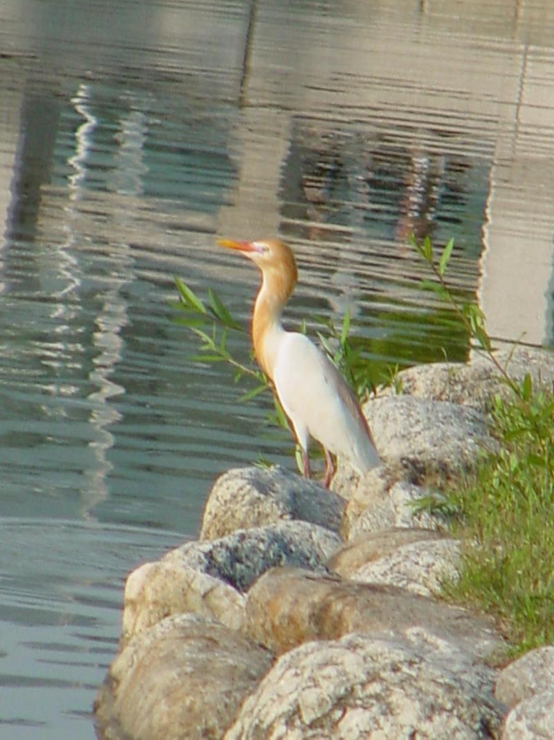 Cattle Egret; DISPLAY FULL IMAGE.