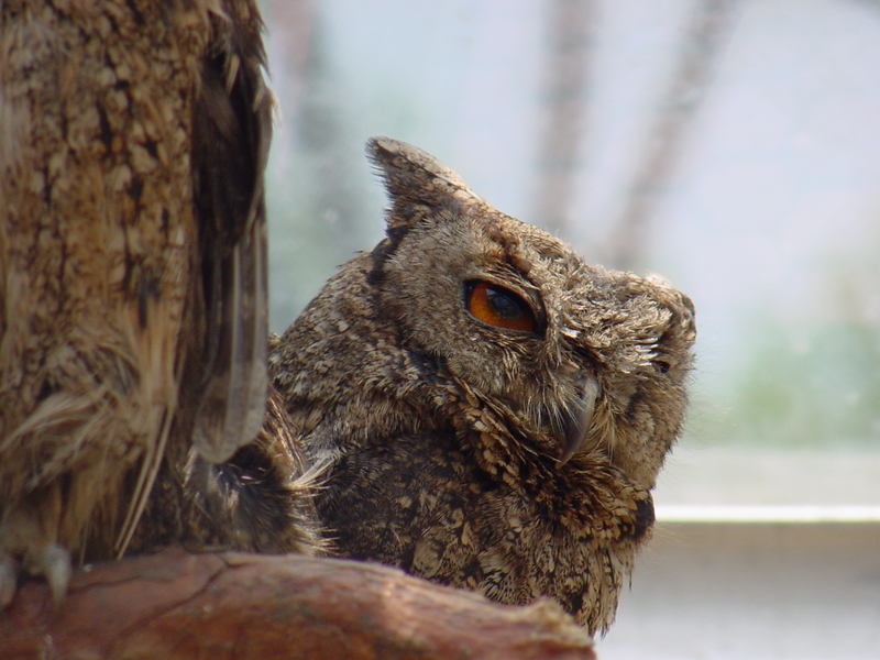 Collared Scops Owl (큰소쩍새); DISPLAY FULL IMAGE.