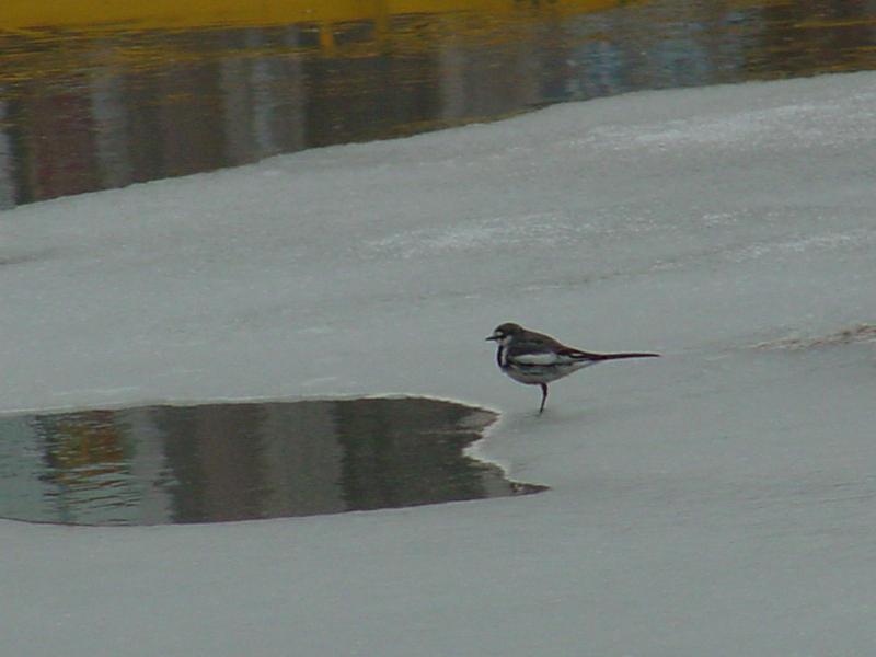 White Wagtail; DISPLAY FULL IMAGE.