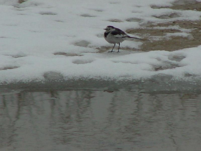 White Wagtail; DISPLAY FULL IMAGE.