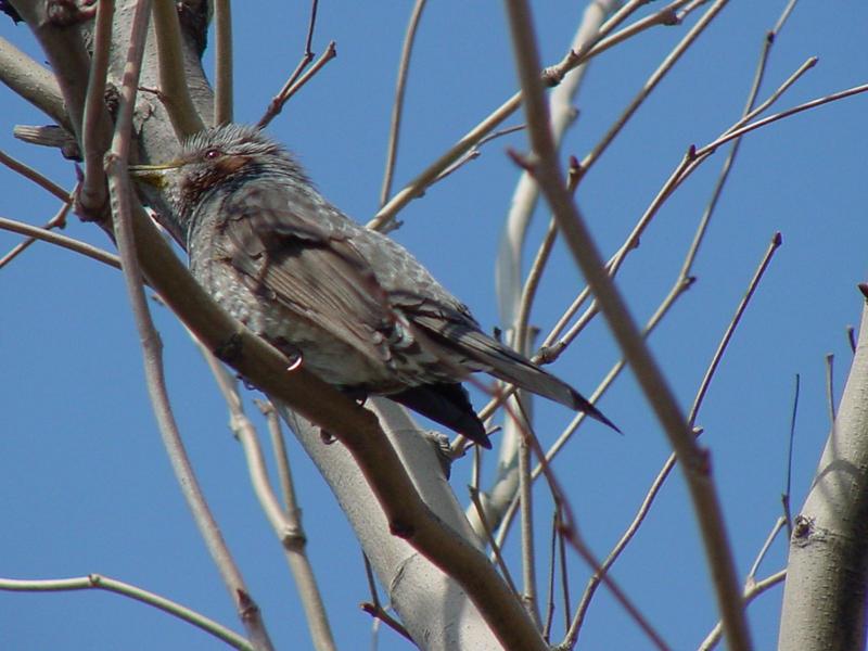 Brown-eared bulbul; DISPLAY FULL IMAGE.