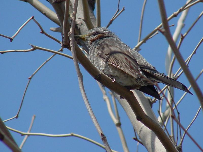 Brown-eared bulbul; DISPLAY FULL IMAGE.