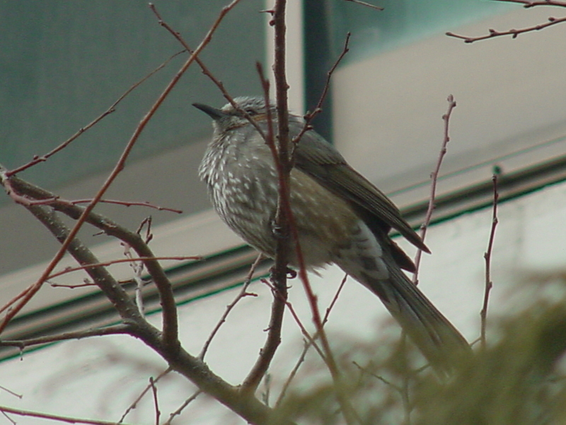 Brown-eared bulbul; DISPLAY FULL IMAGE.