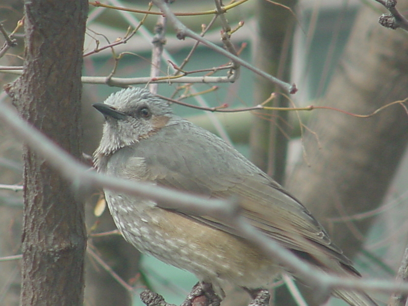 Brown-eared bulbul; DISPLAY FULL IMAGE.