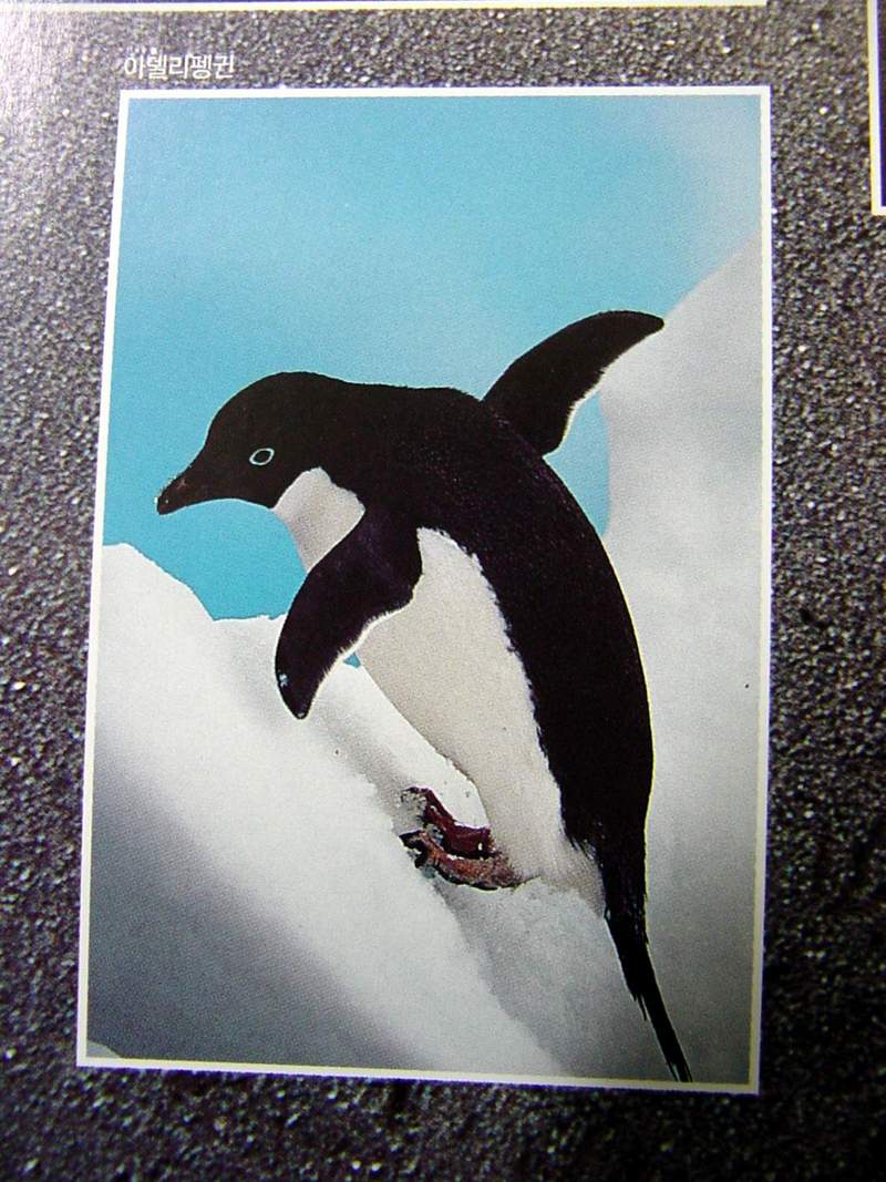 Adelie Penguin; DISPLAY FULL IMAGE.