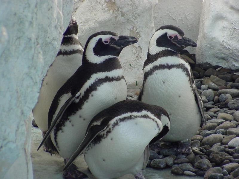 Magellanic Penguins; DISPLAY FULL IMAGE.