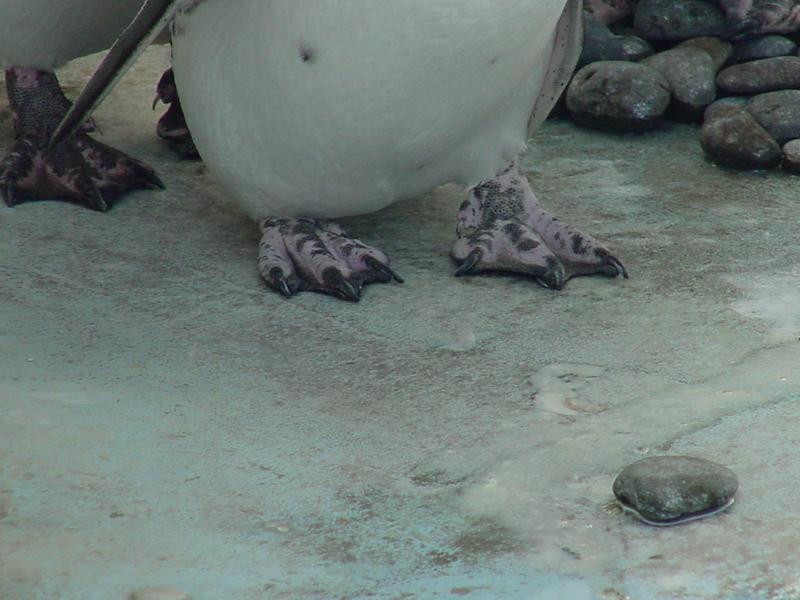 Magellanic Penguin Feet; DISPLAY FULL IMAGE.