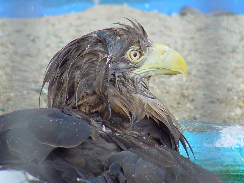 Steller's sea eagle; DISPLAY FULL IMAGE.