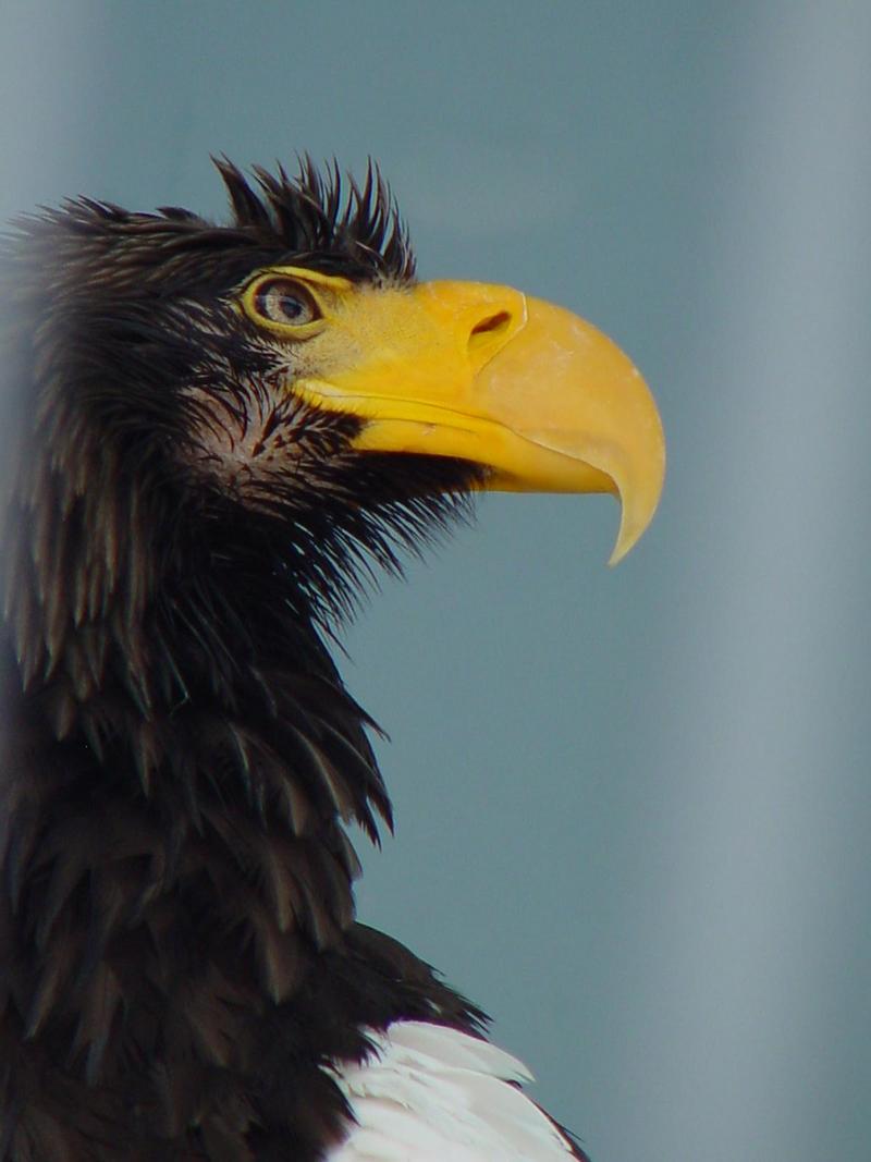 Steller's sea eagle; DISPLAY FULL IMAGE.