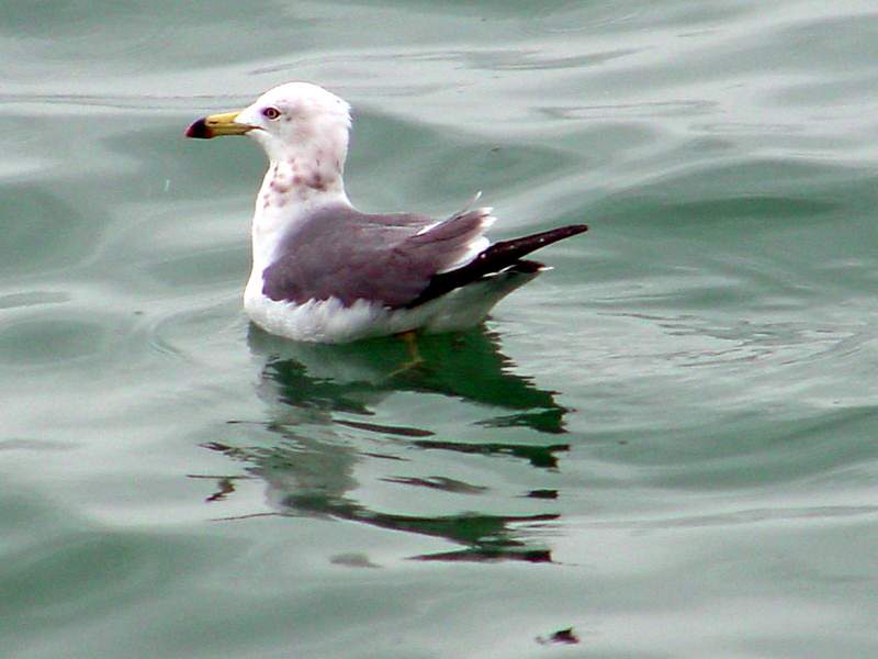 Black-tailed Gull; DISPLAY FULL IMAGE.