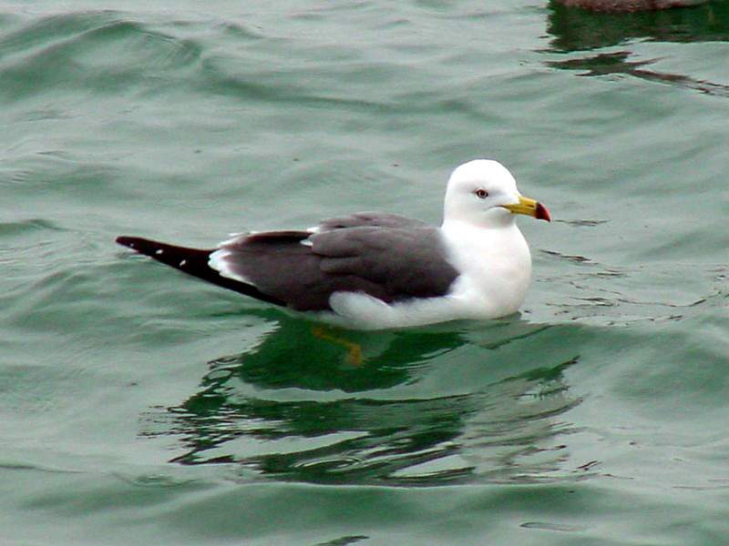 Black-tailed Gull; DISPLAY FULL IMAGE.