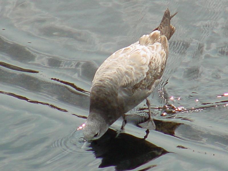 Gull; DISPLAY FULL IMAGE.