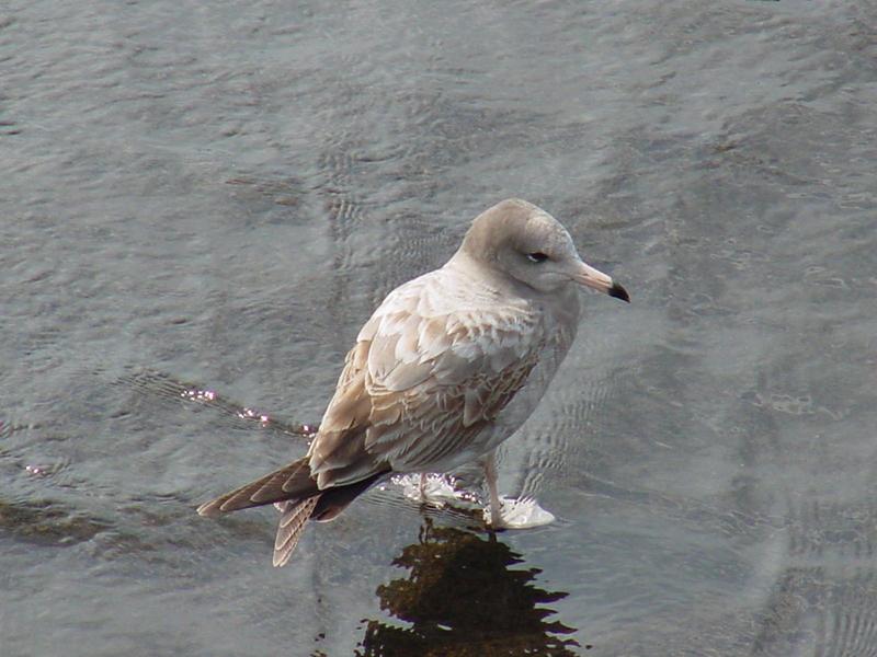 Black-tailed Gull; DISPLAY FULL IMAGE.