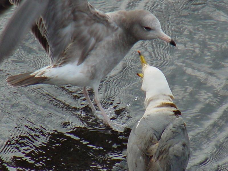 Black-tailed Gulls; DISPLAY FULL IMAGE.