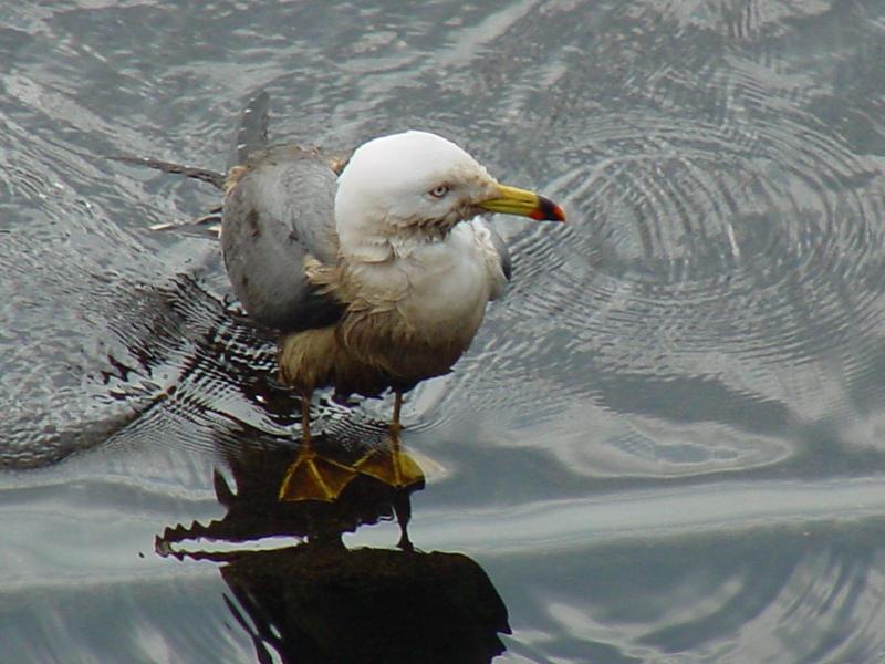 Black-tailed Gull; DISPLAY FULL IMAGE.