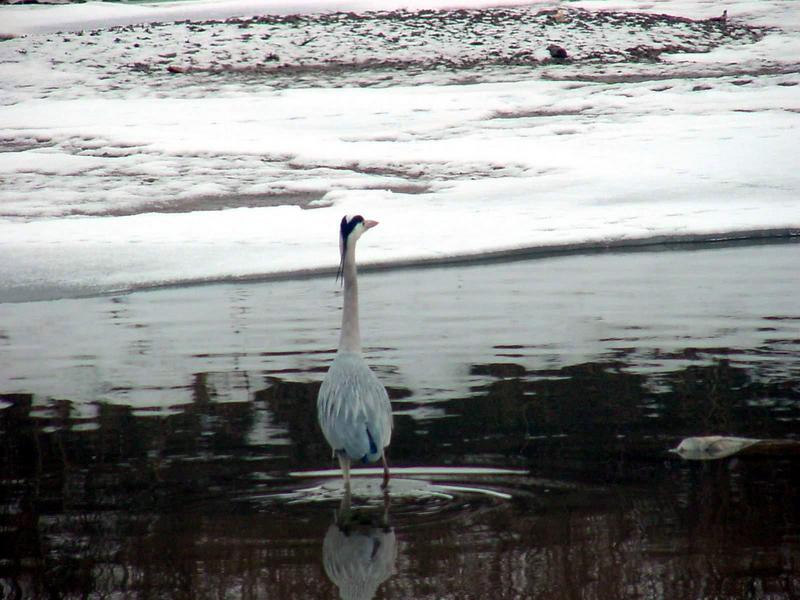 Gray Heron; DISPLAY FULL IMAGE.